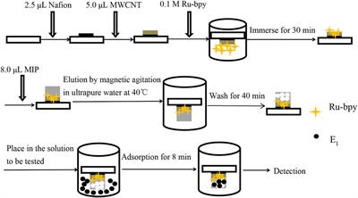 Stable and reproducible MIP-ECL sensors for ultra-sensitive and accurate quantitative detection of Estrone